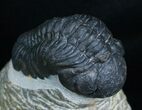 Nicely Prepared Inch Phacops Trilobite #5755-1